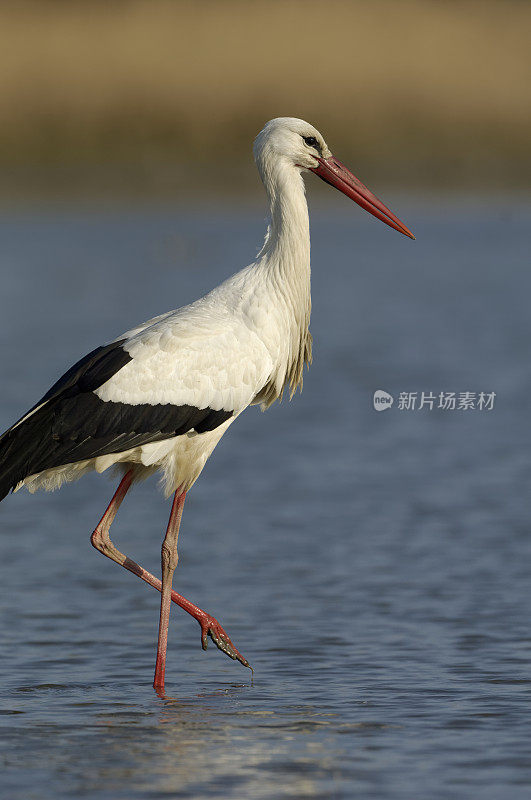 沼泽中的白鹳(Ciconia Ciconia)